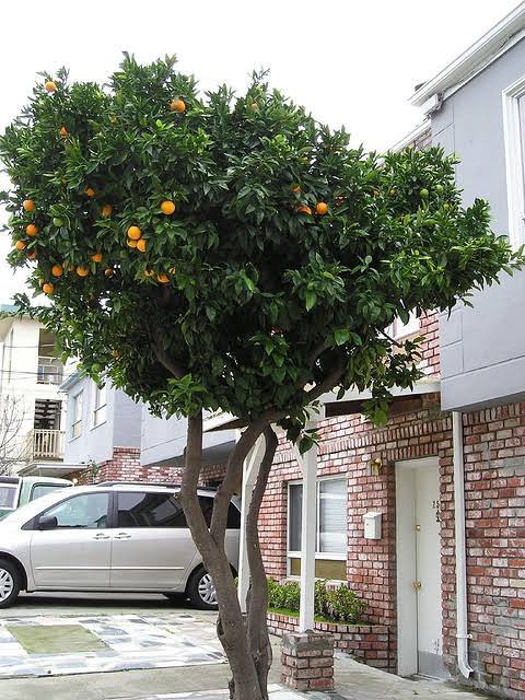 Fruit trees in city